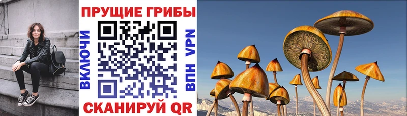 blacksprut рабочий сайт  Видное  Псилоцибиновые грибы Magic Shrooms  где продают наркотики 